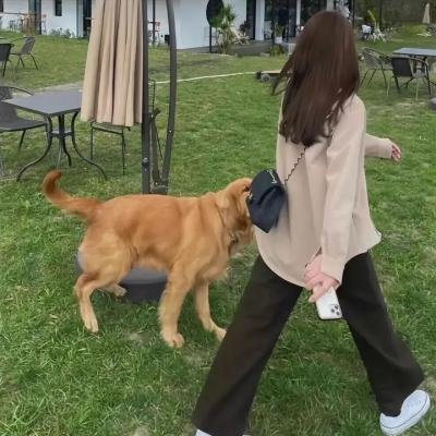 少年叶问之危机时刻